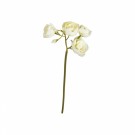 Ranunkel stilk 33cm hvit thumbnail