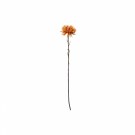 Krysantemum stilk thumbnail