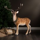 Dåhjort m\horn thumbnail