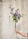 Hortensia stilk H63cm thumbnail