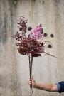 Loropetalum stilk thumbnail