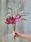 Magnolia stilk thumbnail