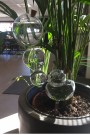 Selvanningsglass fugl m\kork thumbnail
