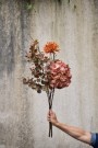 Krysantemum stilk thumbnail