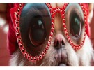 Lerretsbilde Hund med dekor  thumbnail