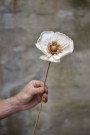 Papirblomst valmue hvit thumbnail