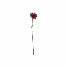 Krysantemum stilk thumbnail