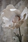 Papirblomst anemone hvit thumbnail