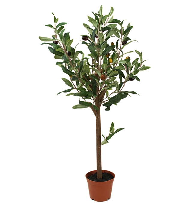 Oliventre 60 cm
Mr plant