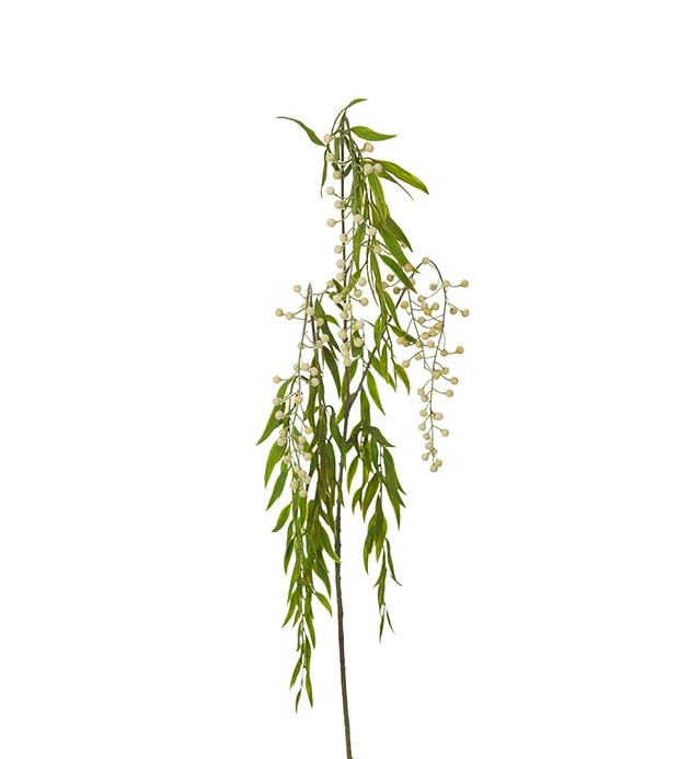 Bærkvist hvit 
Mr plant 
75 cm 